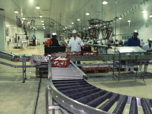 Poultry Industry Conveyors